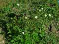 Potentilla rupestris