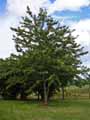Prunus avium