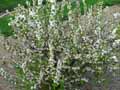 Prunus glandulosa Alba Plena