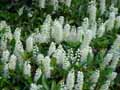Prunus laurocerasus Otto Luyken