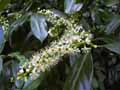Prunus laurocerasus caucasica
