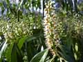 Prunus laurocerasus caucasica