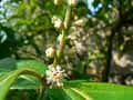 Prunus laurocerasus caucasica
