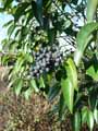 Prunus lusitanica