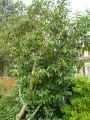 Prunus lusitanica