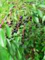 Prunus lusitanica