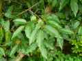Prunus lusitanica