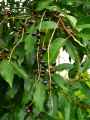 Prunus lusitanica