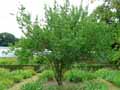 Prunus mume Alphandii, Prunus mume Flore Pleno