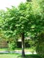 Prunus sargentii