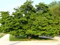 Prunus serrulata Hisakura