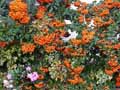 Pyracantha Orange Glow