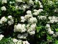 Pyracantha coccinea
