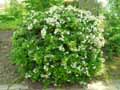 Pyracantha crenulata Rodgersiana