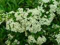 Pyracantha crenulata Rodgersiana