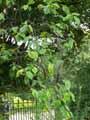 Pyrocydonia danielii, Cydonia oblonga x Pyrus communis Williams Christ
