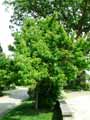 Pyrus calleryana