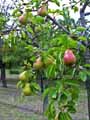 Pyrus communis