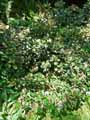 Rhaphiolepis umbellata, Rhaphiolepis japonica, Rhaphiolepis ovata