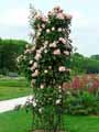Rosa Fandango