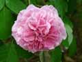 Rosa Gertrude Jekyll