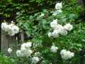 Rosa Iceberg