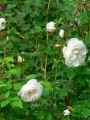 Rosa Iceberg