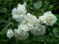Rosa Iceberg