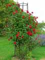 Rosa Intervilles
