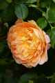 Rosa L\'Aimant