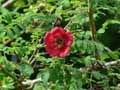 Rosa Moyesii