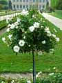 Rosa Opalia