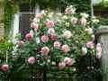 Rosa Pierre de Ronsard
