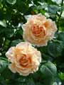 Rosa Polka