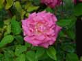 Rosa Zéphérine Drouhin