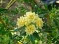 Rosa banksiae