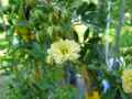 Rosa banksiae