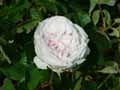 Rosa bourbon Souvenir de la Malmaison