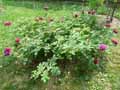 Rosa bourbon Zigeunerknabe