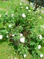 Rosa centifolia Blanche Fleur