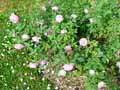 Rosa chinensis Hermosa