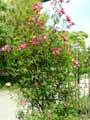 Rosa chinensis Mutabilis