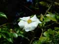 Rosa laevigata