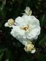 Rosa moschata Moonlight