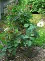 Rosa moschata Penelope