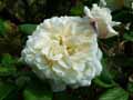 Rosa noisette Céline Forestier