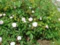 Rosa polyantha Cécile Brunner
