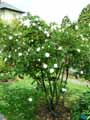 Rosa rubiginosa Manning\'s Blush