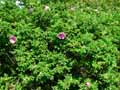 Rosa rugosa