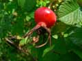 Rosa rugosa